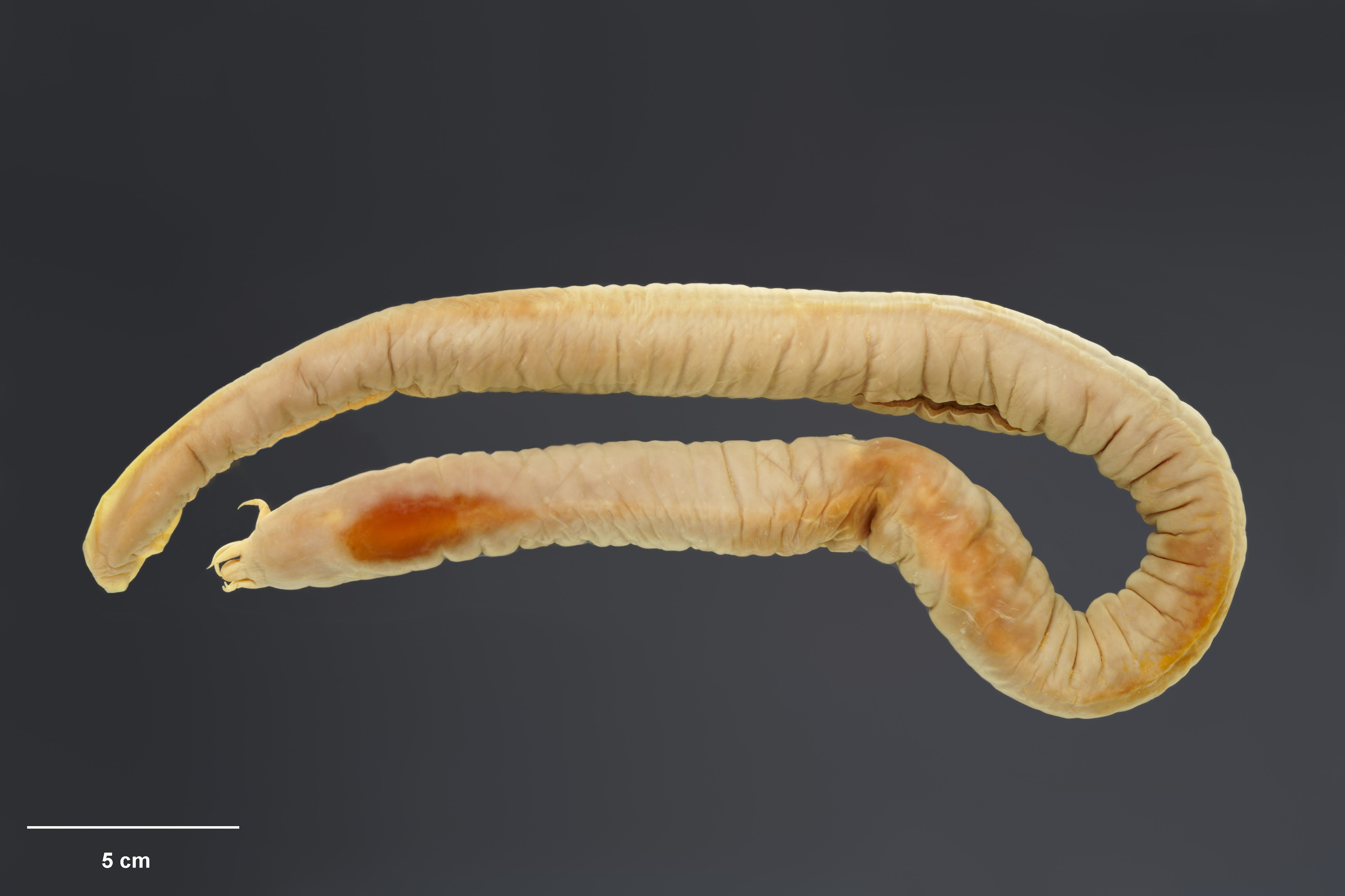 (Eptatretus Dumeril, 1819) Род ПИЯВКОРОТЫЕ МИКСИНЫ 45 видов